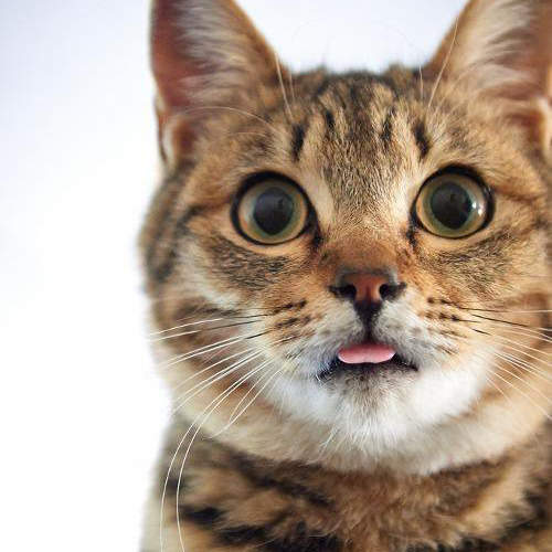 《忘了收舌頭的貓》超無防備的吐舌萌樣讓貓奴們集體融化♥