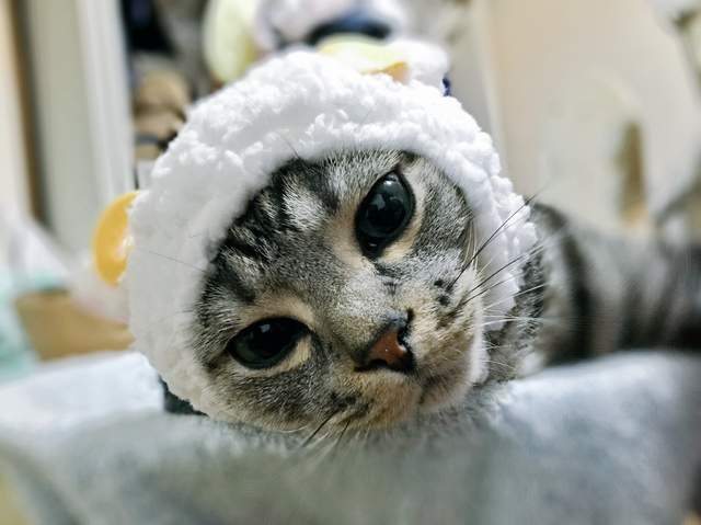 《貓綿羊轉蛋》不僅可以給喵星人用~還可以套娃娃啊 《貓綿羊轉蛋》不僅可以給喵星人用~還可以套娃娃啊