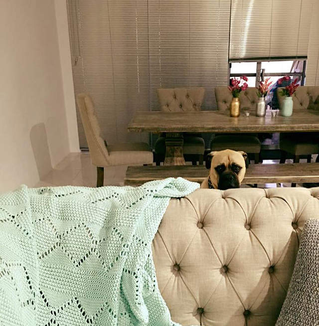 《如影隨形的狗狗》就是要貼身監視主人的一舉一動(盯) 《如影隨形的狗狗》就是要貼身監視主人的一舉一動(盯)