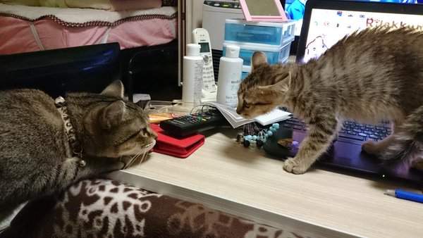 《威吓炸毛小猫》虽然很可爱但还是要好好安抚