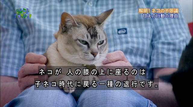 紀錄片解說《貓咪把你當媽媽的表現》原來坐上大腿這麼有意義…… 紀錄片解說《貓咪把你當媽媽的表現》原來坐上大腿這麼有意義……