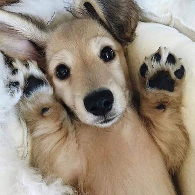 《為什麼狗掌聞起來像爆米花》？原來背後原因是這個