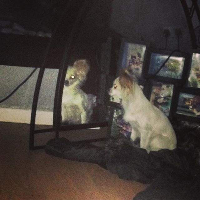 《毛骨悚然的寵物》寶貝我膽小別嚇我...... 《毛骨悚然的寵物》寶貝我膽小別嚇我......