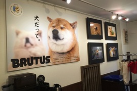 人氣柴犬《丸太郎的主題館》不僅可以看展 還有周邊可以買喔 人氣柴犬《丸太郎的主題館》不僅可以看展 還有周邊可以買喔