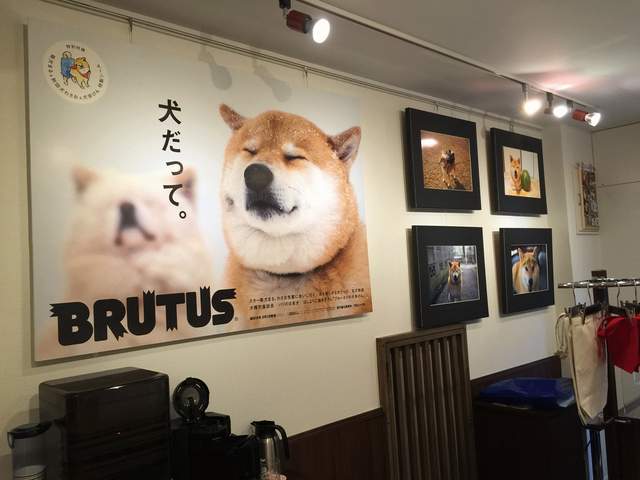 人氣柴犬《丸太郎的主題館》不僅可以看展 還有周邊可以買喔 人氣柴犬《丸太郎的主題館》不僅可以看展 還有周邊可以買喔