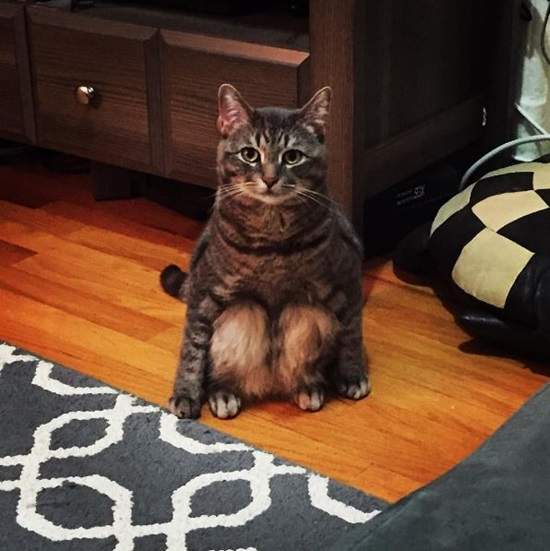 《蹲坐貓Wilbur》順利找到主人的傻萌流浪喵星人♥