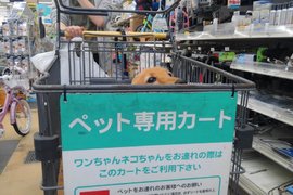 賣場的《寵物專用推車》讓毛小孩跟你一起逛賣場~安全又安心 賣場的《寵物專用推車》讓毛小孩跟你一起逛賣場~安全又安心