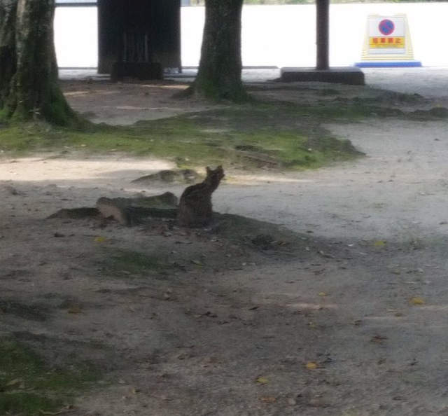 《路邊貓咪的真相》趴兔　心中有貓看什麼都是貓