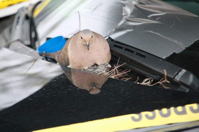 溫馨《警車上的鳥窩》希望鴿媽媽可以平安孵化牠的寶寶 溫馨《警車上的鳥窩》希望鴿媽媽可以平安孵化牠的寶寶