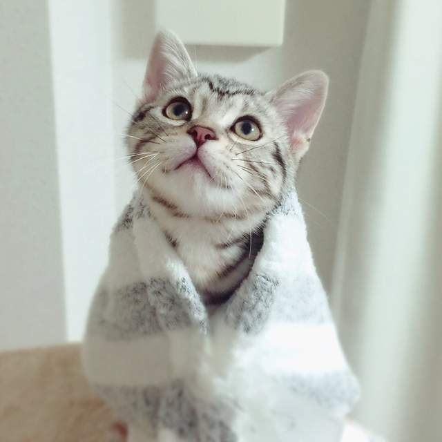 《惠方卷喵星人》看起來有夠好吃的~我要開動啦(張嘴) 《惠方卷喵星人》看起來有夠好吃的~我要開動啦(張嘴)