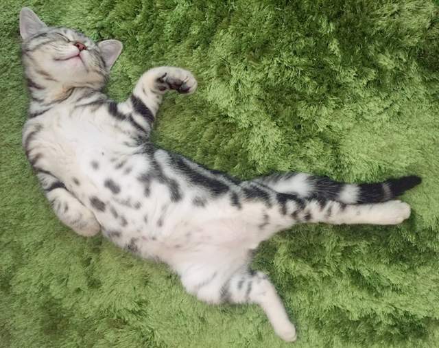 《惠方卷喵星人》看起來有夠好吃的～我要開動啦(張嘴) - 圖片2