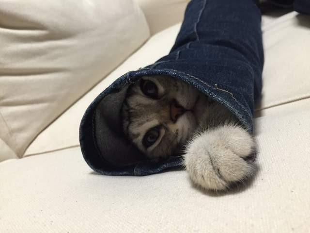 《惠方卷喵星人》看起來有夠好吃的～我要開動啦(張嘴) - 圖片4