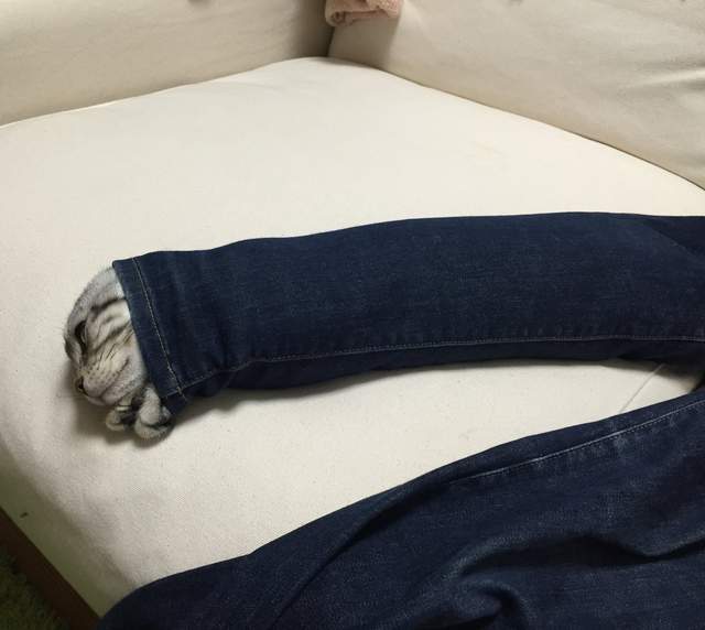 《惠方卷喵星人》看起來有夠好吃的～我要開動啦(張嘴) - 圖片7