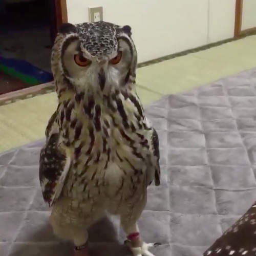 《被整的貓頭鷹》主人拿老鼠玩偶丟～貓頭鷹：你整我啊？（瞪）
