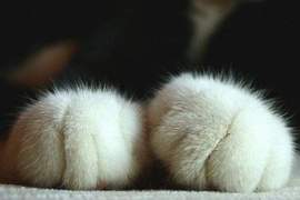 天冷必看好暖和《毛茸茸的動物》快來抱緊處理這些小毛球♥ 天冷必看好暖和《毛茸茸的動物》快來抱緊處理這些小毛球♥