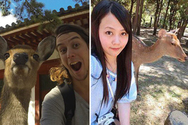 《奈良的鹿有差別待遇》為何與外國人熱情合照 對日本人卻好冷淡...? 《奈良的鹿有差別待遇》為何與外國人熱情合照 對日本人卻好冷淡...?