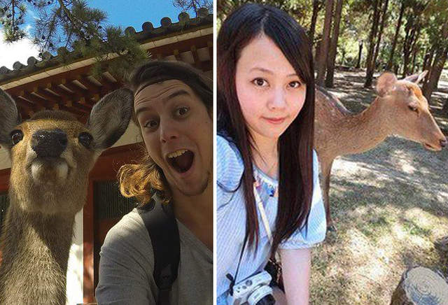 《奈良的鹿有差別待遇》為何與外國人熱情合照 對日本人卻好冷淡...? 《奈良的鹿有差別待遇》為何與外國人熱情合照 對日本人卻好冷淡...?