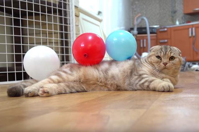 《氣球與貓》如何溫柔的欺負你家毛小孩♥