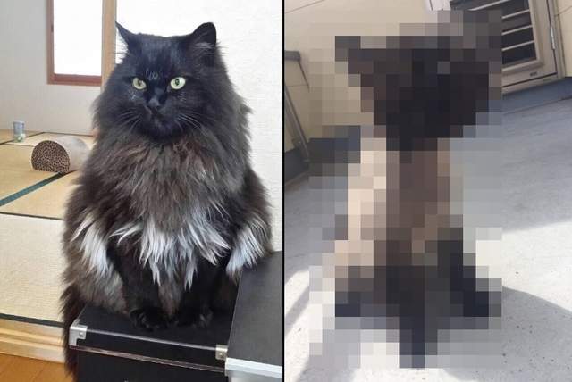 《喵星人一身帥毛被剪壞了》霸氣盡失只能臭臉以對… 《喵星人一身帥毛被剪壞了》霸氣盡失只能臭臉以對…