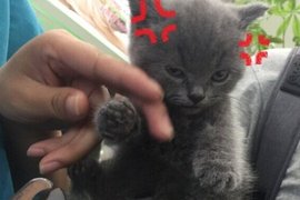 《不爽剪指甲的怒顏貓》誰準許你剪我的指甲(怒) 《不爽剪指甲的怒顏貓》誰準許你剪我的指甲(怒)
