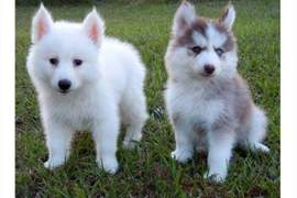 《博士奇pomsky》博美+哈士奇的可愛當中帶點野性 《博士奇pomsky》博美+哈士奇的可愛當中帶點野性
