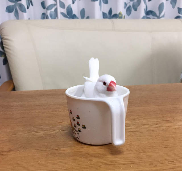 《在麥茶裡洗澡的文鳥》洗完會有一身茶香嗎 ♪ 《在麥茶裡洗澡的文鳥》洗完會有一身茶香嗎 ♪