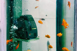 《金魚電話亭》想打電話也只好找旁邊路人借手機惹( ̄▽ ̄) 《金魚電話亭》想打電話也只好找旁邊路人借手機惹( ̄▽ ̄)
