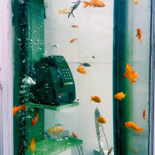 《金魚電話亭》想打電話也只好找旁邊路人借手機惹（￣▽￣）