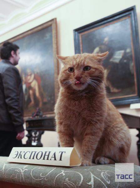 弄假成真《流浪貓收編為美術館警衛貓》愚人節別亂開玩笑喵