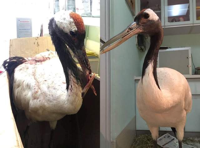 好有愛《為重傷丹頂鶴裝上3D列印鈦合金喙》網友：變成金鋼狼了