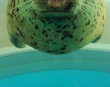 《圓滾滾的奇蹟海豹萌照》京都水族館拍下了史上最可愛的一張照片❤ 《圓滾滾的奇蹟海豹萌照》京都水族館拍下了史上最可愛的一張照片❤