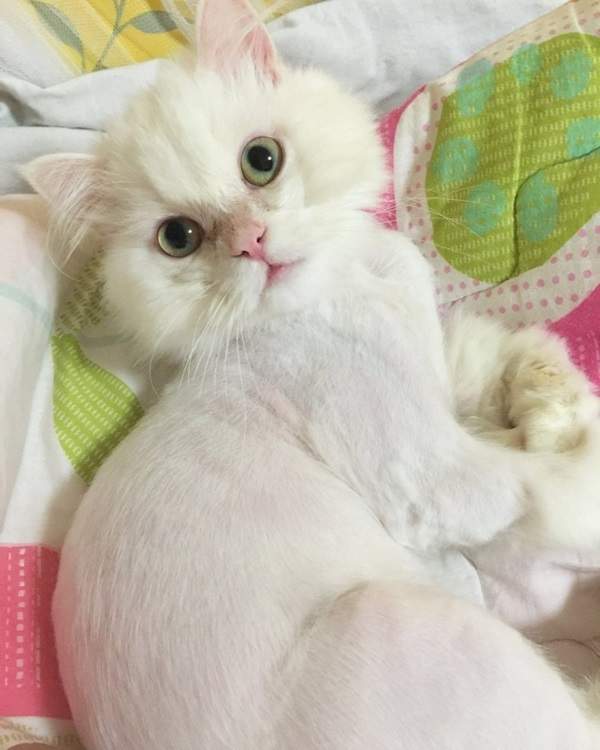 《重獲新生的白貓Jon Snow》被判定沒救卻在5天內發生一連串奇蹟轉變♡ 《重獲新生的白貓Jon Snow》被判定沒救卻在5天內發生一連串奇蹟轉變♡