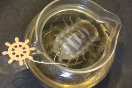 《大王具足蟲茶包》快來喝深海巨蟲流出的湯汁...(?) 《大王具足蟲茶包》快來喝深海巨蟲流出的湯汁...(?)