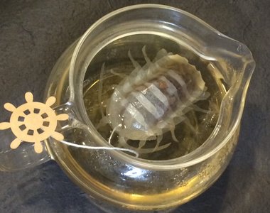 《大王具足蟲茶包》快來喝深海巨蟲流出的湯汁...(?) 《大王具足蟲茶包》快來喝深海巨蟲流出的湯汁...(?)