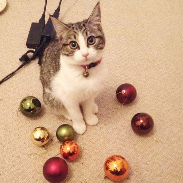 飼主淚訴《我的貓有奇怪嗜好》孩子你不能像正常貓一樣收集東西嗎...... 飼主淚訴《我的貓有奇怪嗜好》孩子你不能像正常貓一樣收集東西嗎......