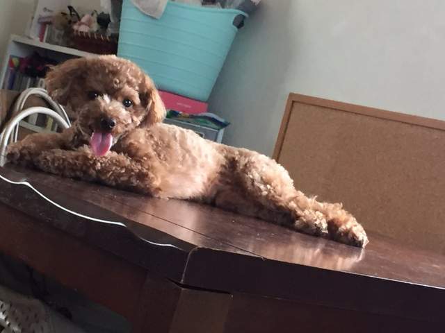 《毛小孩的性感一瞬間》到底從哪學來這些誘人姿勢的啦www