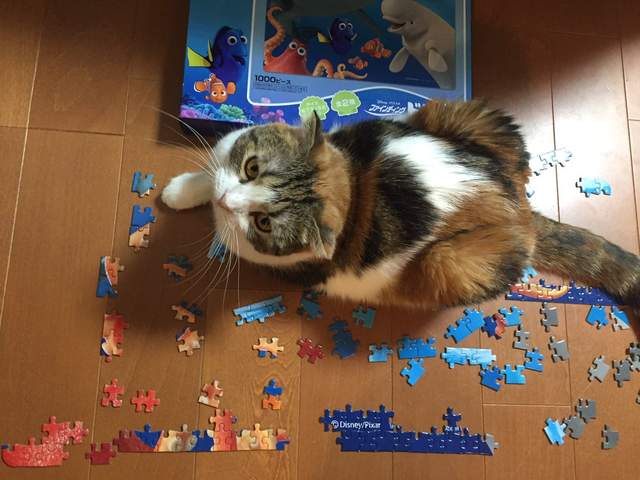 《礙事貓》管你在工作讀書還是做家事～就是要妨礙你（擋）