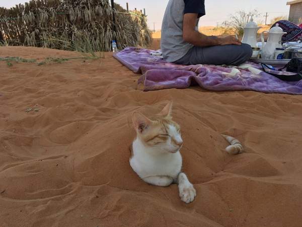 《沙漠溜貓場驚見妖怪》！？阿拉伯在住日本人妻的逗貓趣事再添一樁