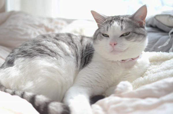 《貓的得意臉》這大概就是所謂的貓眼看人低吧ww(奸) 《貓的得意臉》這大概就是所謂的貓眼看人低吧ww(奸)