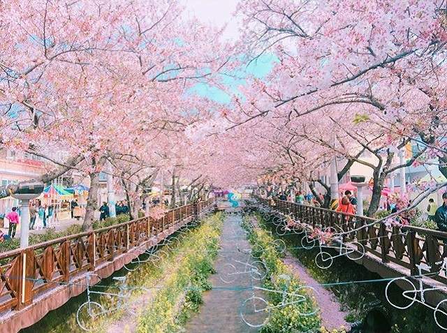韓國鎮海限定《櫻花餅》櫻花季就是要吃櫻花呀♥ - 圖片2