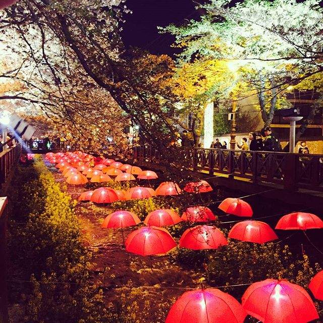 韓國鎮海限定《櫻花餅》櫻花季就是要吃櫻花呀♥ - 圖片3