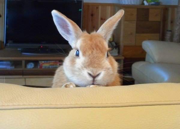 《兔子的傻萌舉動》原來兔子不只可愛還挺有幽默感呢w