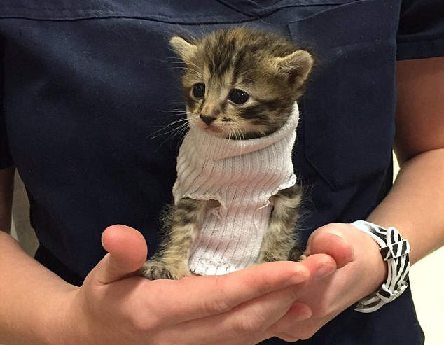 《穿襪子的小貓》躲過颶風後總算找到了幸福