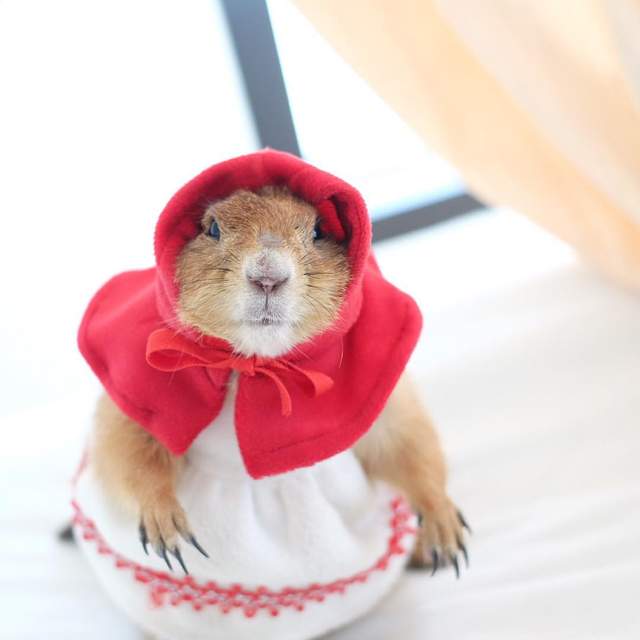 可愛的犯規《土撥鼠弟弟》吱吱~歡迎來到我的服裝秀 可愛的犯規《土撥鼠弟弟》吱吱~歡迎來到我的服裝秀