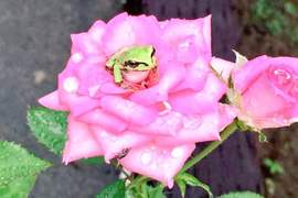 《玫瑰上的青蛙》這根本是繪本裡才會出現的夢幻場面吧(*´∀`*) 《玫瑰上的青蛙》這根本是繪本裡才會出現的夢幻場面吧(*´∀`*)