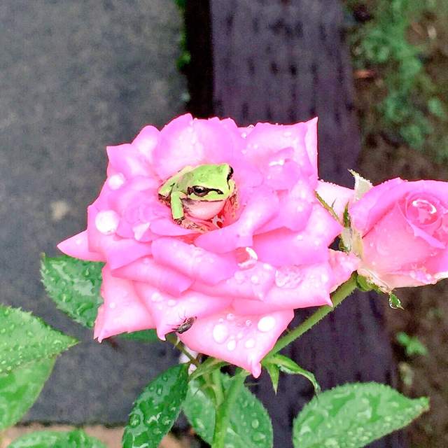 《玫瑰上的青蛙》這根本是繪本裡才會出現的夢幻場面吧(*´∀`*) 《玫瑰上的青蛙》這根本是繪本裡才會出現的夢幻場面吧(*´∀`*)