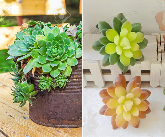 《植物心理測驗》喜歡的種類暗示了你的個性