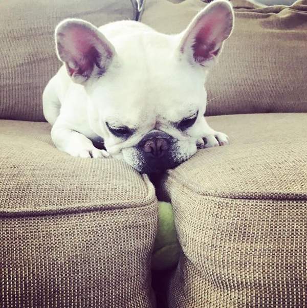 《毛小孩的奇行》無法用常理解釋的行為就是萌♥