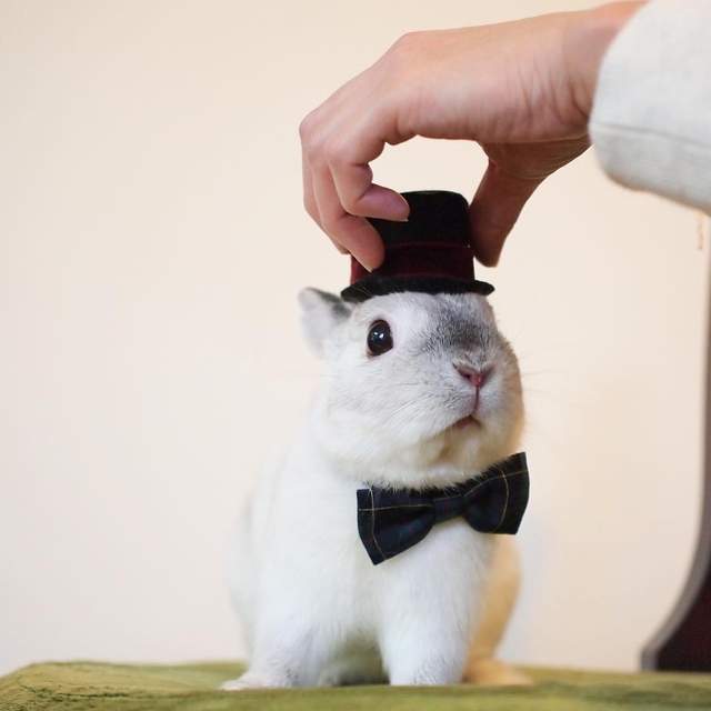 《兔兔的帽子時尚秀》白胖胖的樣子搭什麼帽子都好看 ❤ - 圖片1