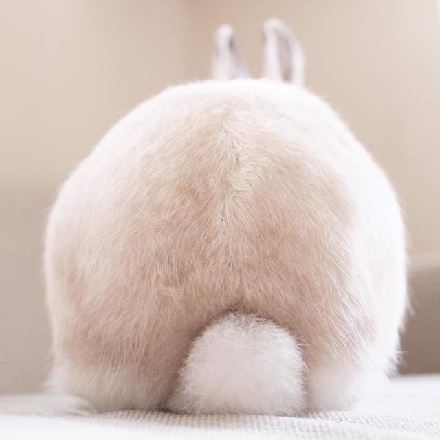 《兔兔的帽子時尚秀》白胖胖的樣子搭什麼帽子都好看 ❤ - 圖片3